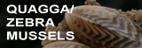 Zebra Mussels