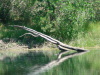 mccreery_lake/DSC00999.jpg.jpg